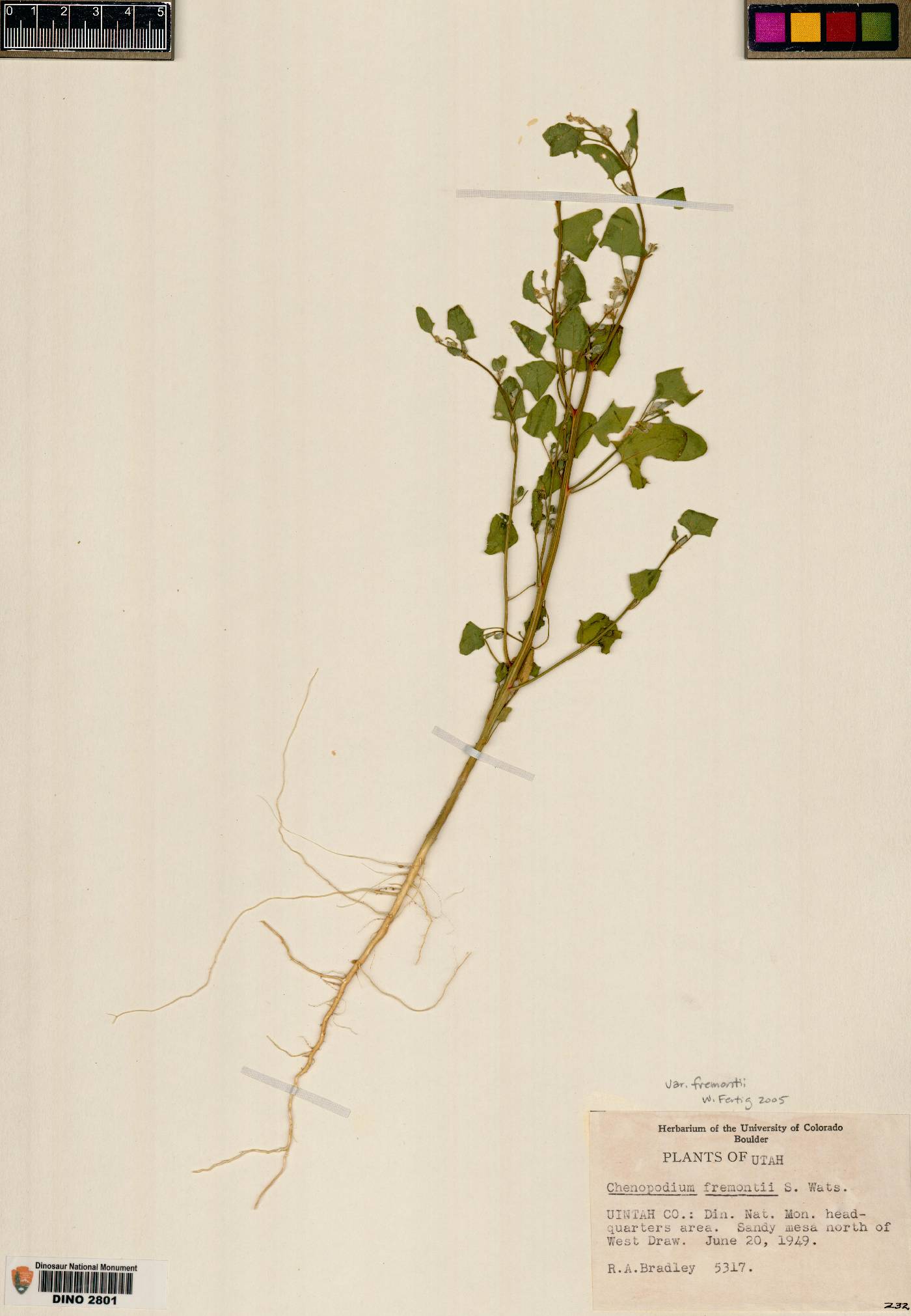 Chenopodium fremontii var. fremontii image