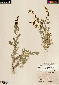 Atriplex gardneri var. cuneata image