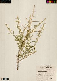 Atriplex canescens var. canescens image