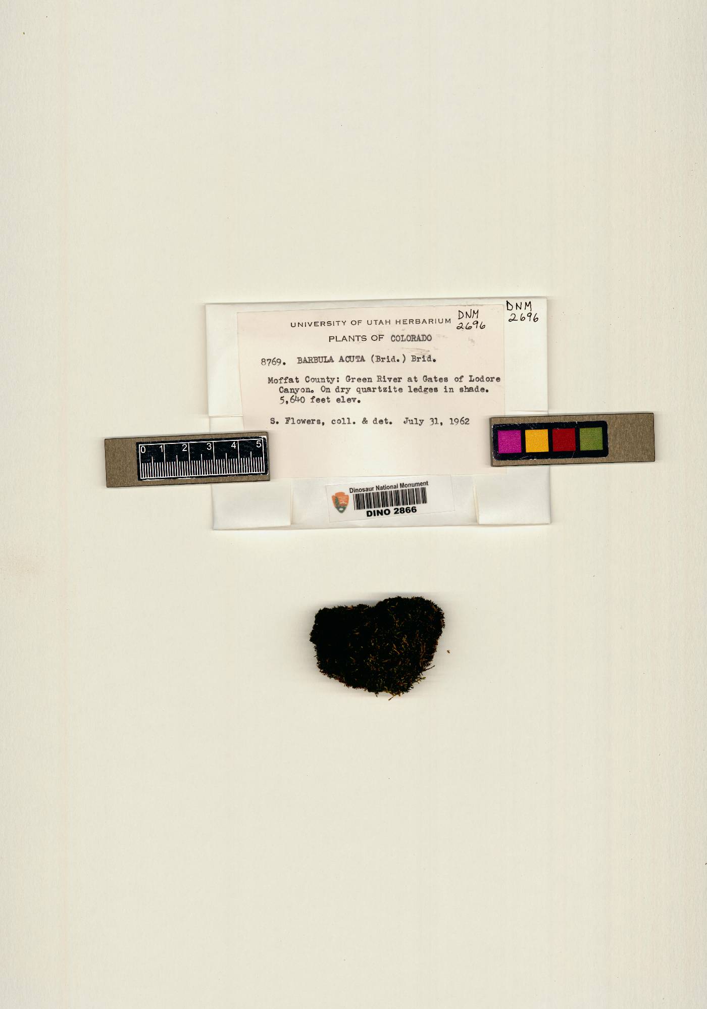 Barbula acuta image