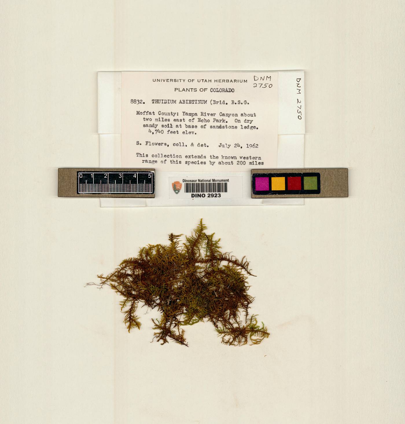 Thuidium abietinum image