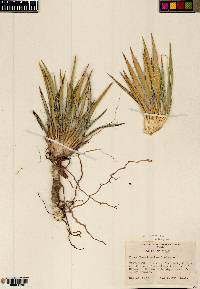 Yucca harrimaniae var. harrimaniae image