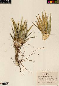 Yucca harrimaniae image