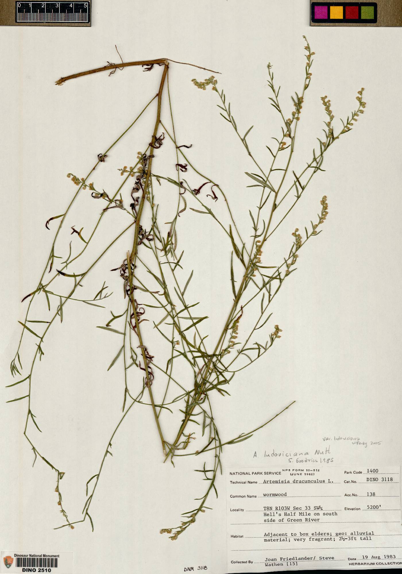 Artemisia ludoviciana var. ludoviciana image