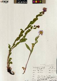 Erigeron speciosus var. uintahensis image