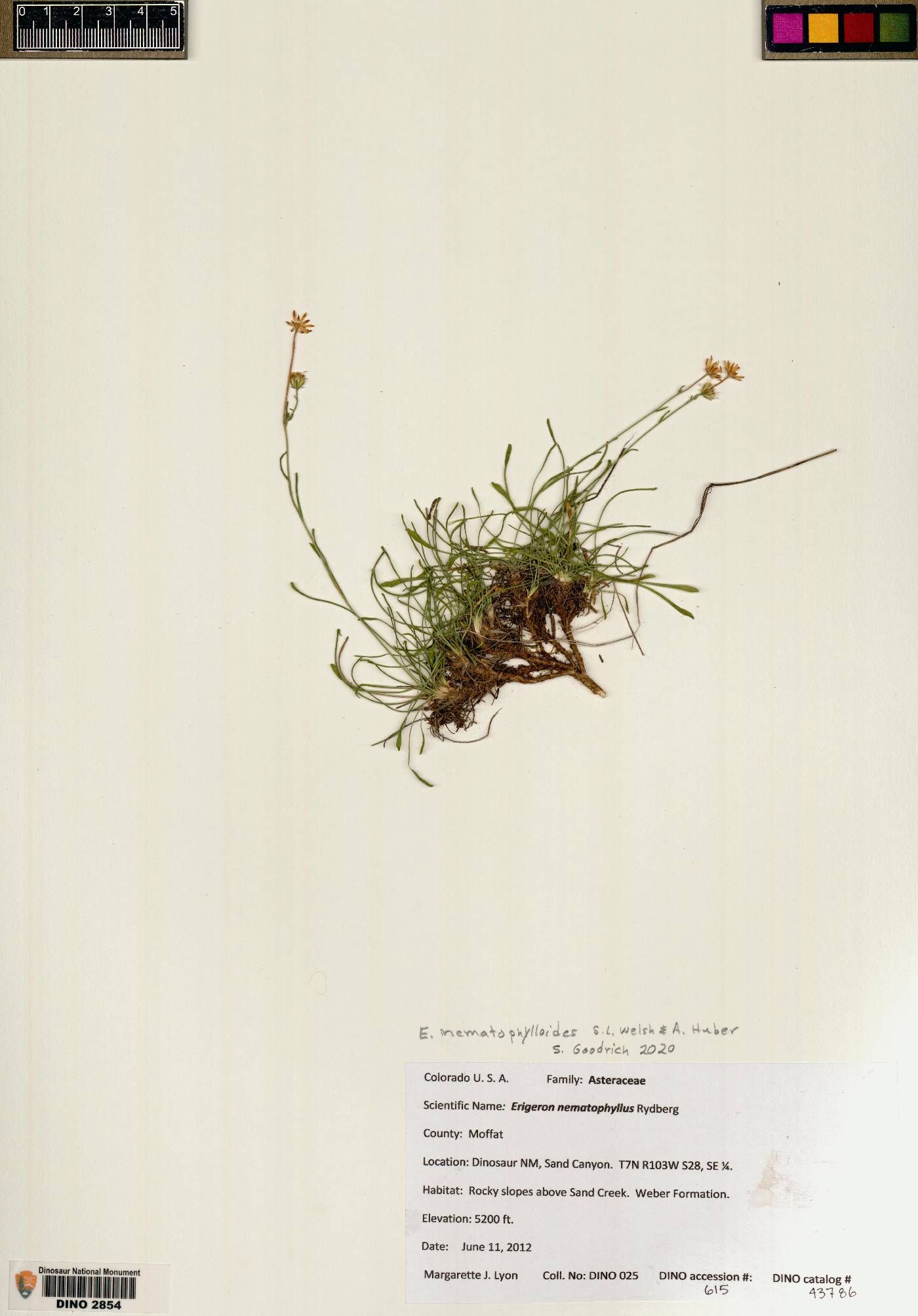 Erigeron nematophylloides image