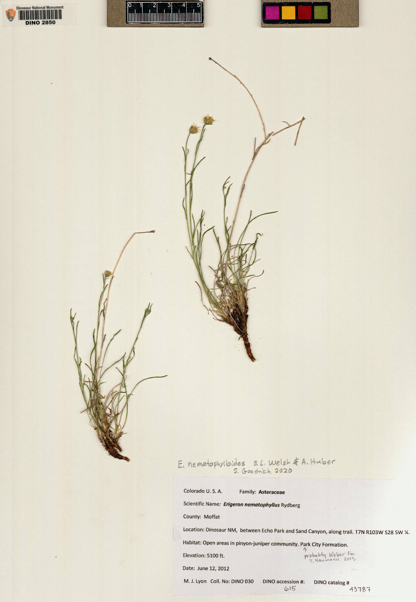 Erigeron nematophylloides image