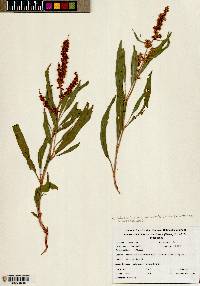Rumex salicifolius var. lacustris image
