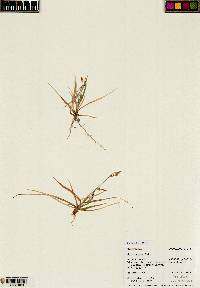 Carex aurea image