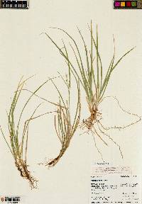 Carex aurea image