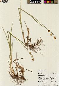 Juncus ensifolius var. montanus image