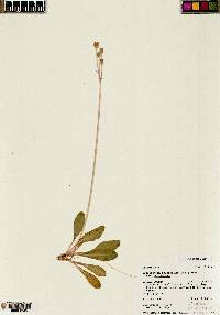 Dodecatheon pulchellum var. pulchellum image
