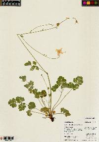 Aquilegia micrantha image