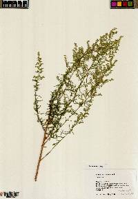 Artemisia dracunculus image