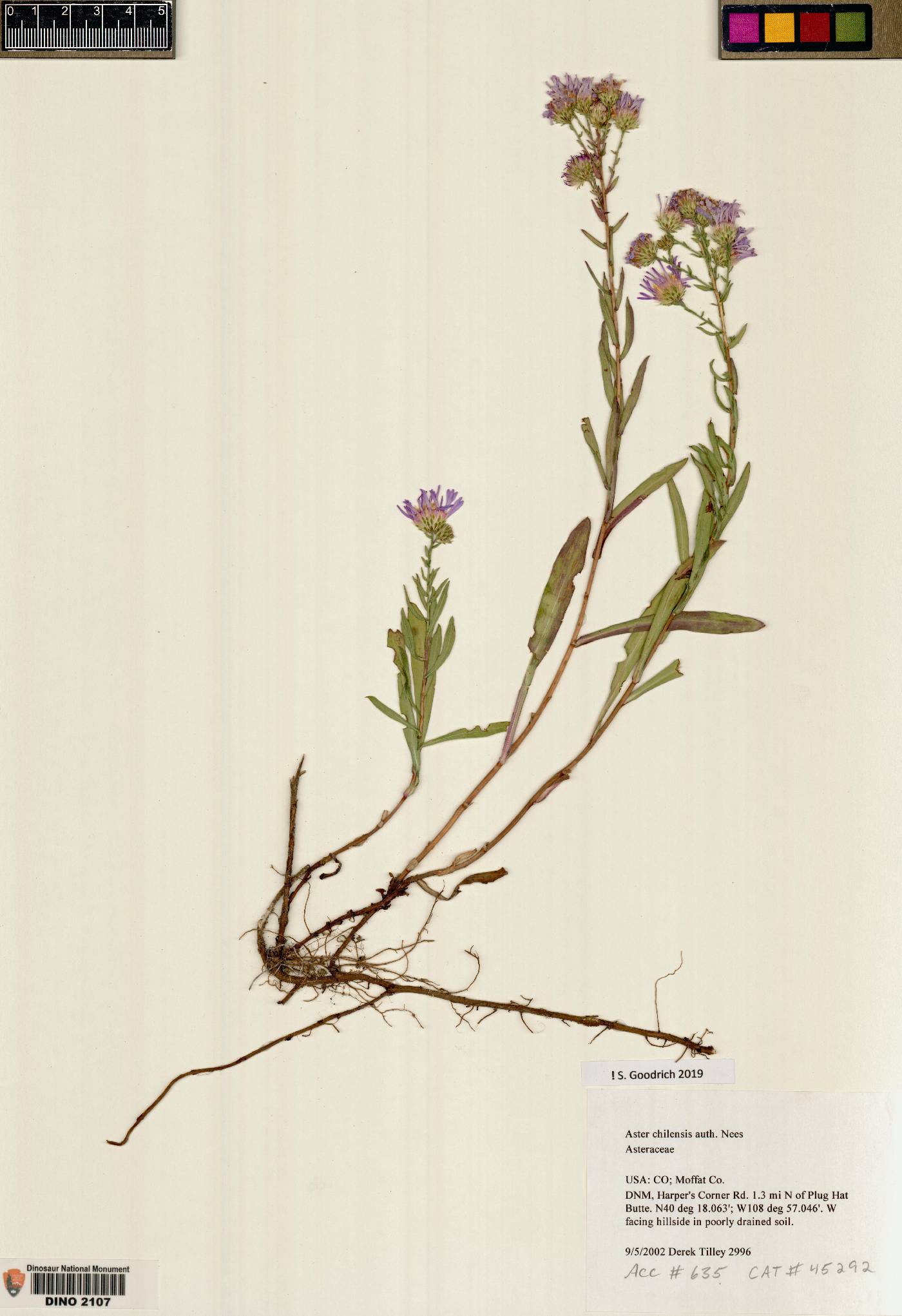 Symphyotrichum chilense var. chilense image