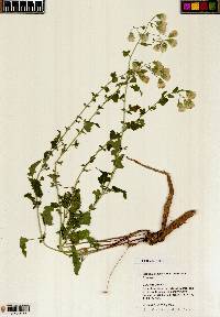 Brickellia grandiflora image