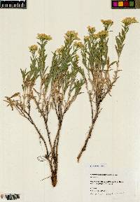 Lorandersonia linifolia image