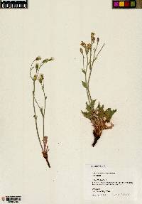 Crepis occidentalis image