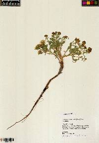 Grindelia squarrosa image