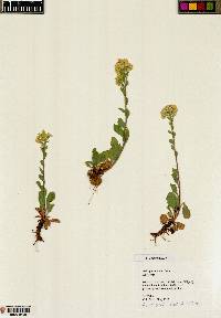 Solidago nana image