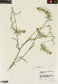 Thelypodium integrifolium image