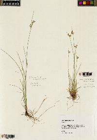 Juncus confusus image