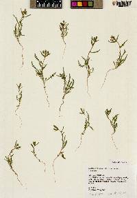 Mentzelia albicaulis image