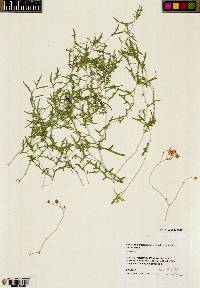 Mentzelia multicaulis var. multicaulis image