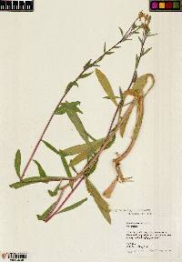 Oenothera villosa image