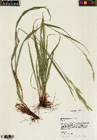 Bromus carinatus image