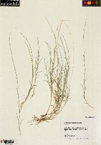 Muhlenbergia thurberi image