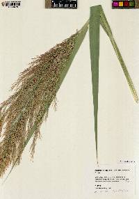 Phragmites australis image