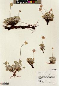 Eriogonum ovalifolium image