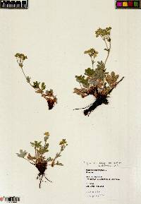 Potentilla gracilis image