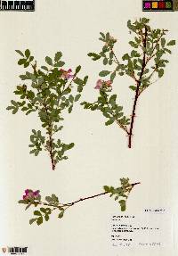 Rosa woodsii image