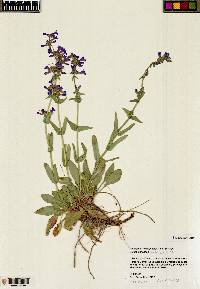 Penstemon humilis image