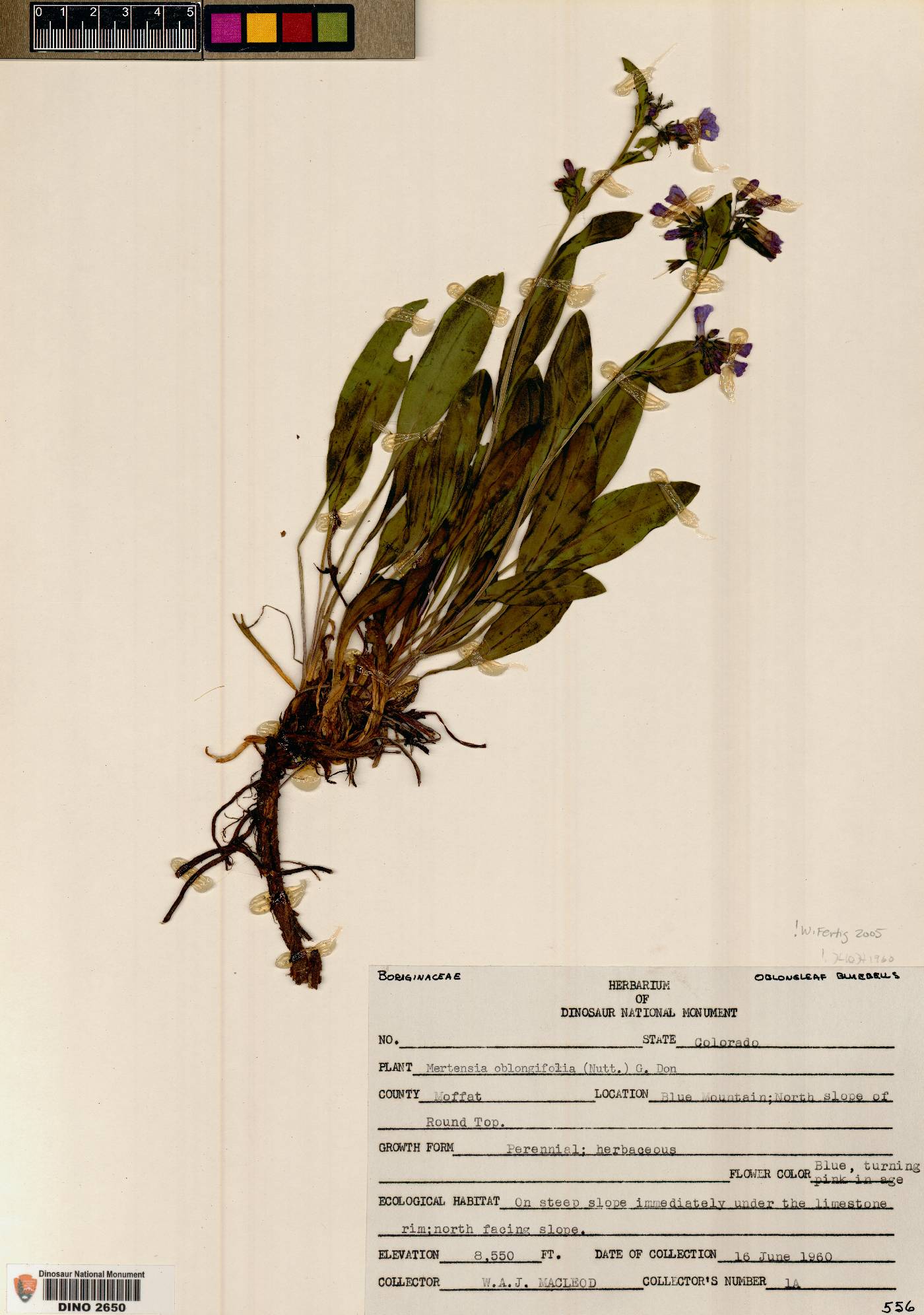 Mertensia oblongifolia image