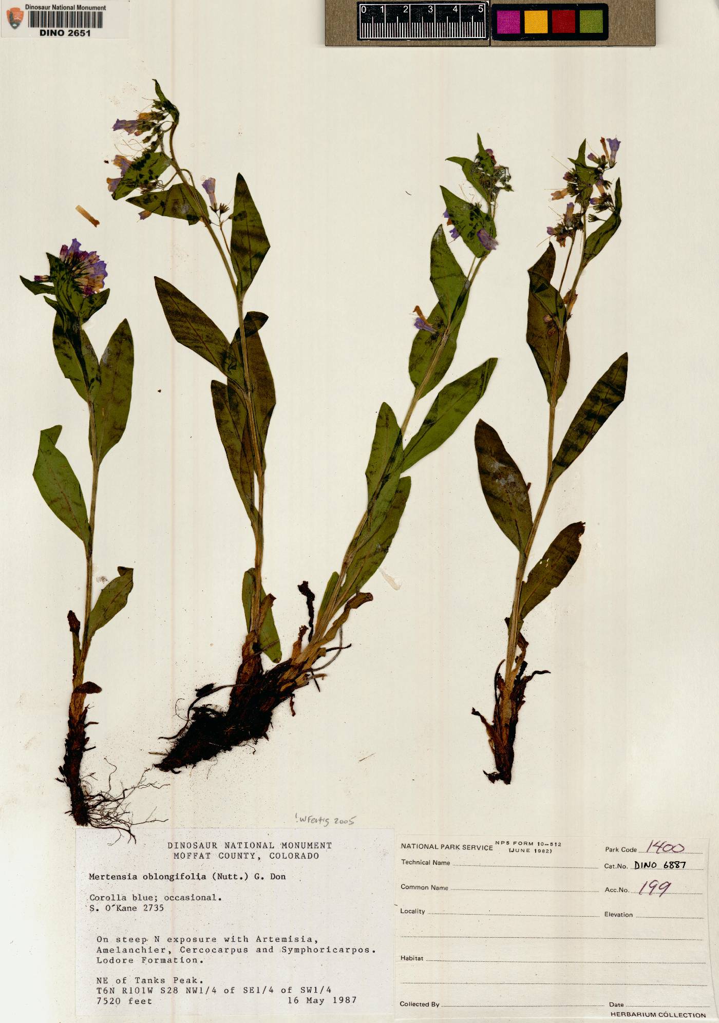 Mertensia oblongifolia image