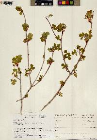 Acer glabrum image