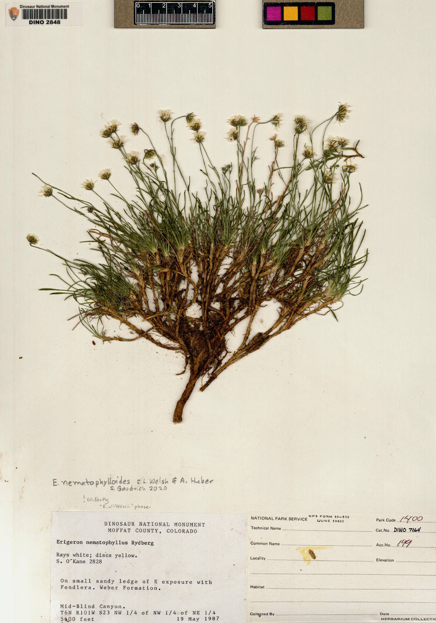 Erigeron nematophylloides image