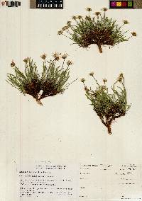 Erigeron nematophyllus image