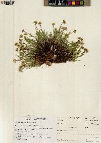 Erigeron nematophyllus image