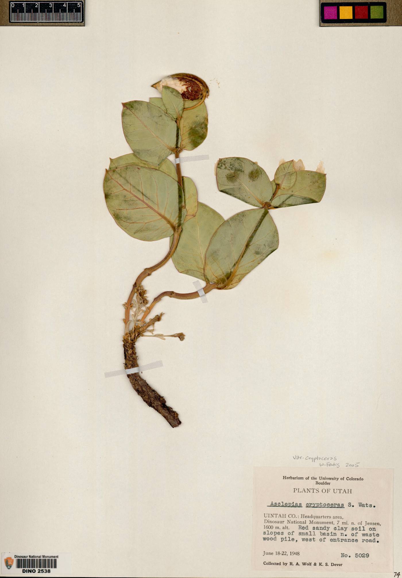 Asclepias cryptoceras var. cryptoceras image