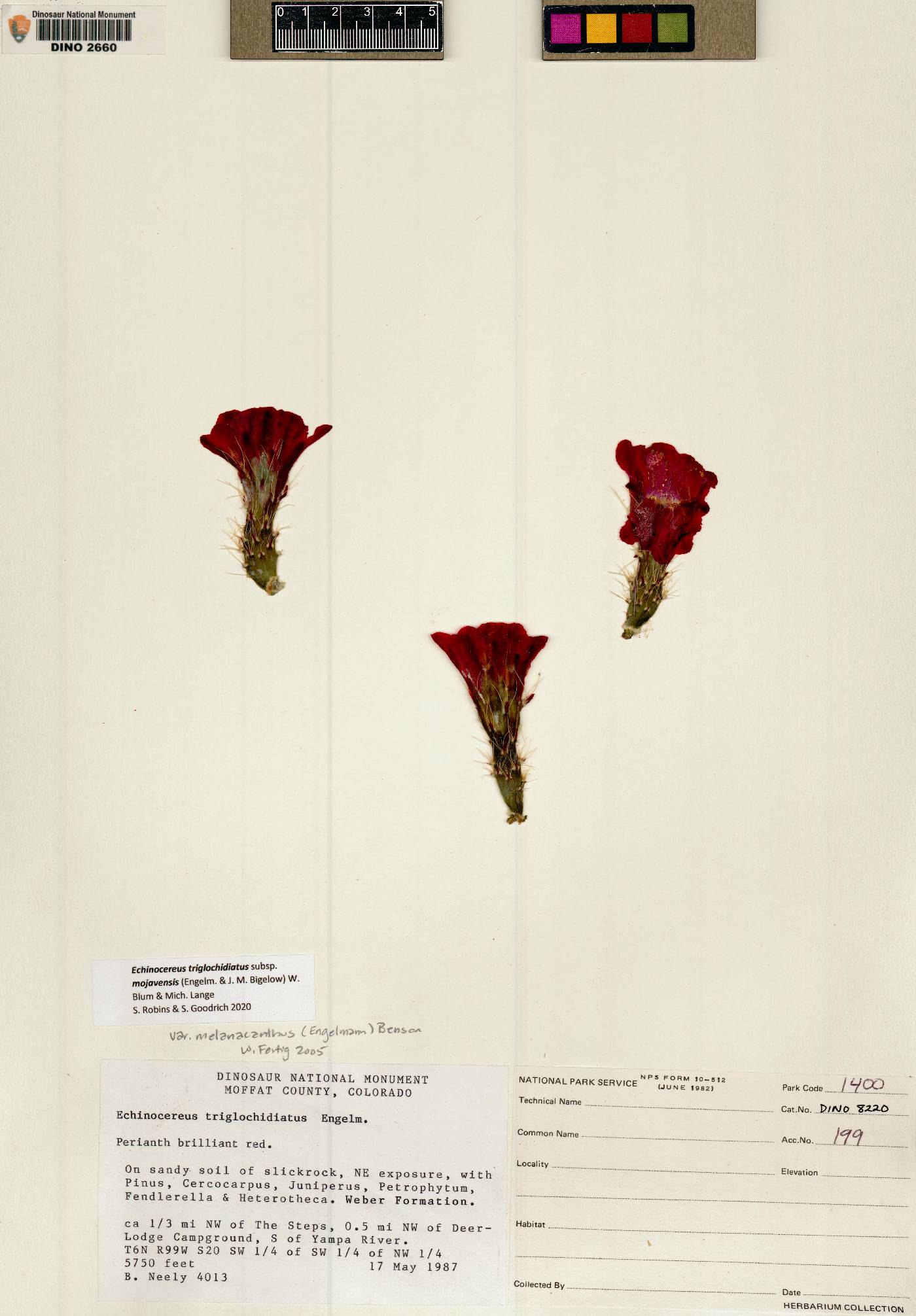 Echinocereus triglochidiatus var. mojavensis image