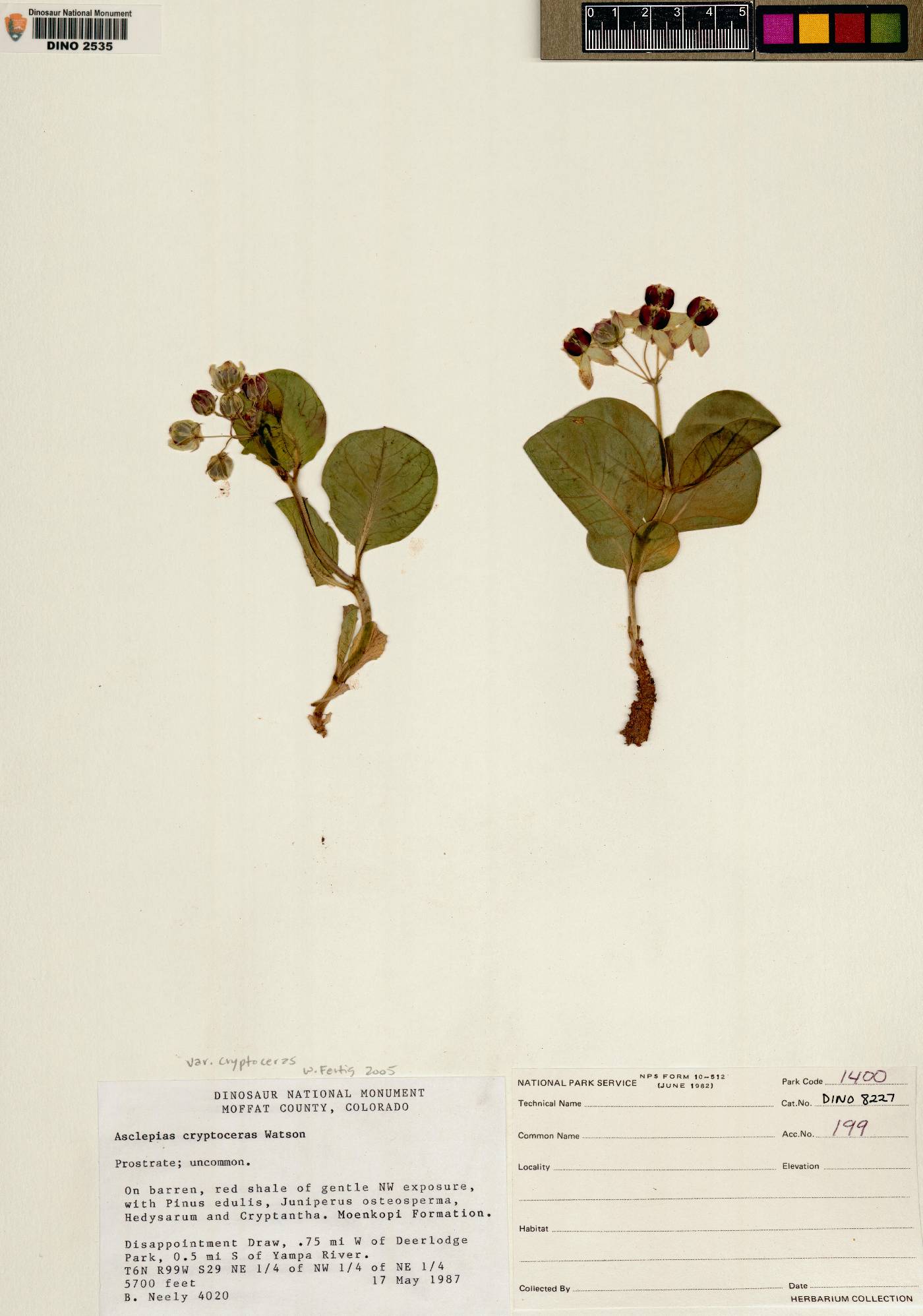 Asclepias cryptoceras var. cryptoceras image