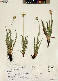 Agoseris parviflora image