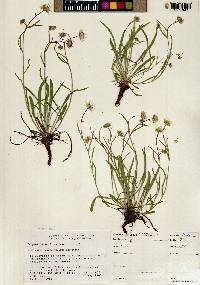 Erigeron eatonii image