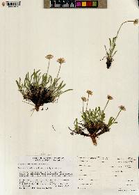 Erigeron nematophyllus image