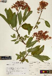 Sambucus cerulea image