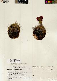 Echinocereus triglochidiatus var. mojavensis image